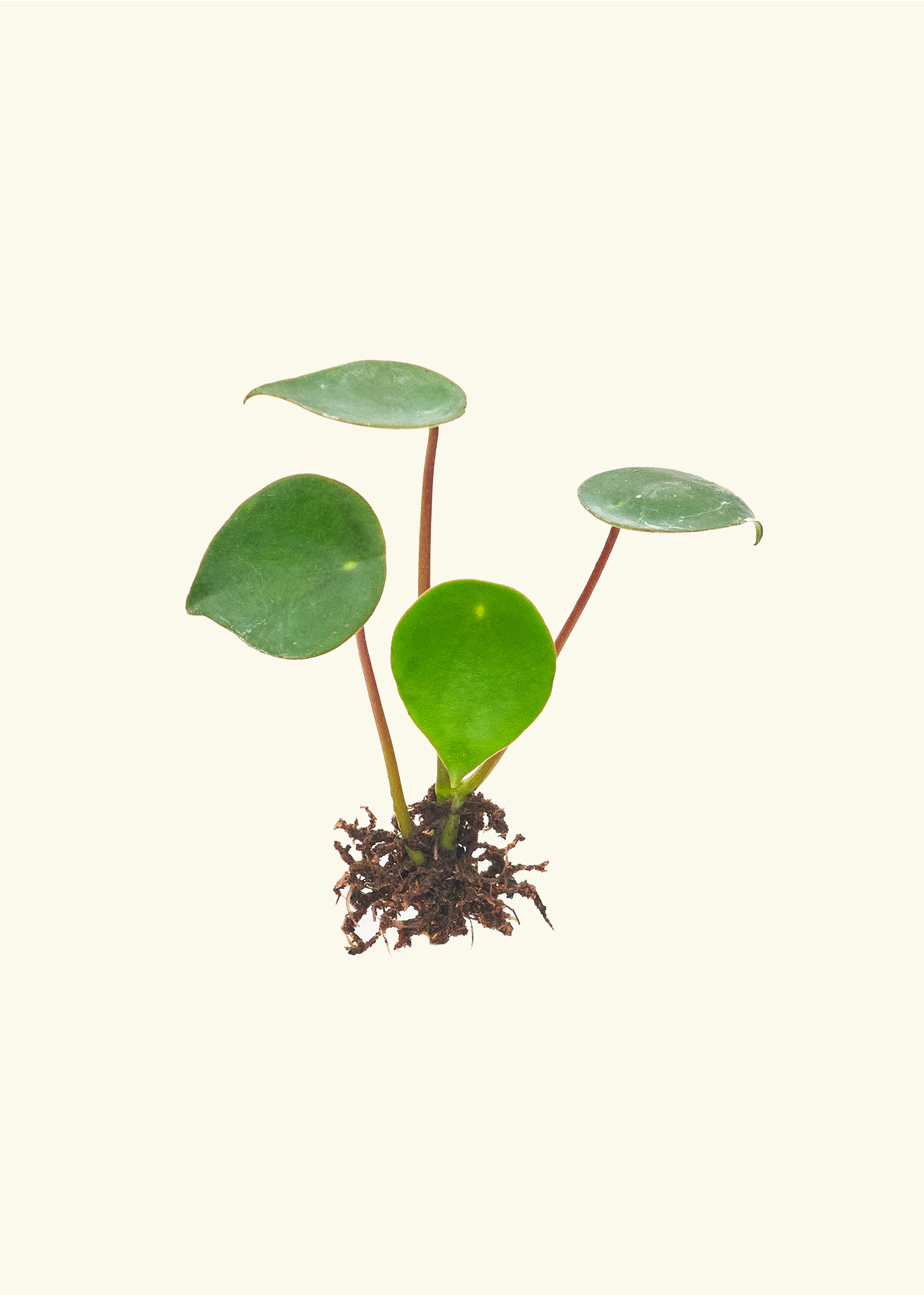 Pilea, Assorted - View 23 from www redcrocus com