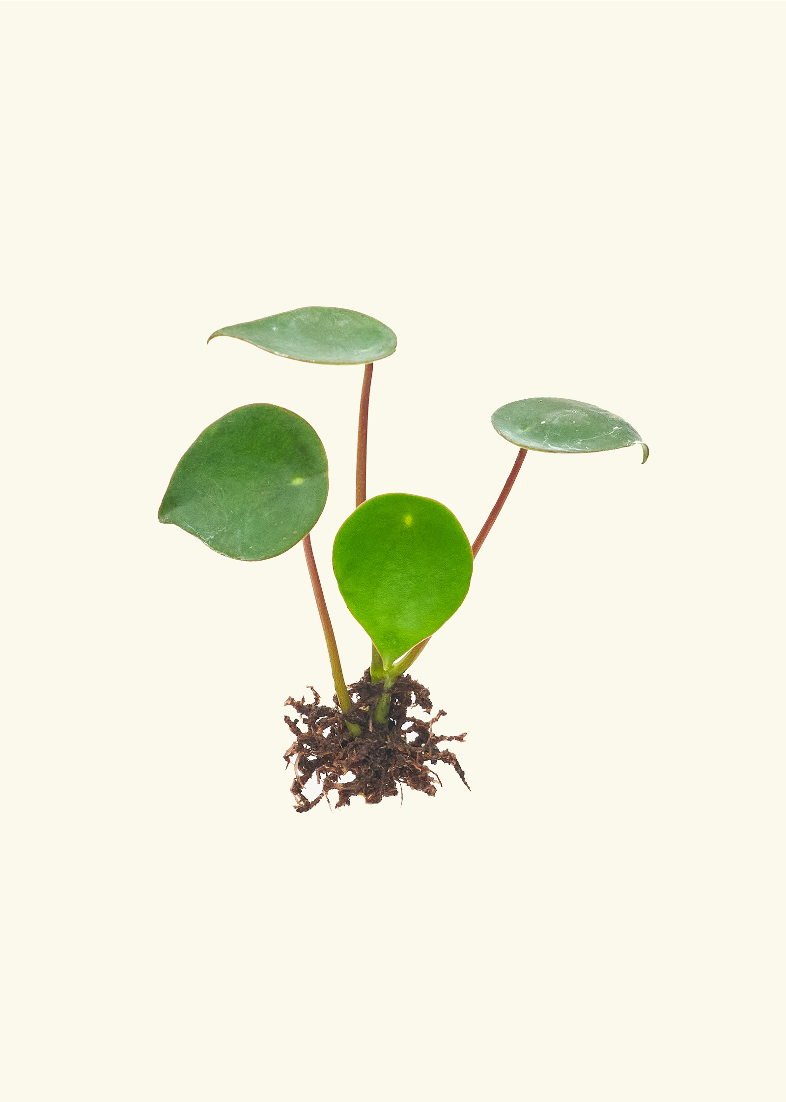 Pilea, Assorted - View 23 from www redcrocus com