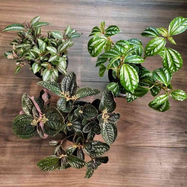 Pilea, Assorted - View 24 from www redcrocus com