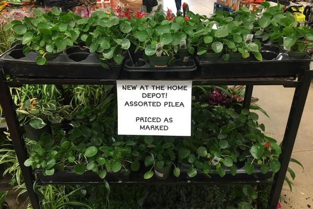 Pilea, Assorted - View 25 from www redcrocus com