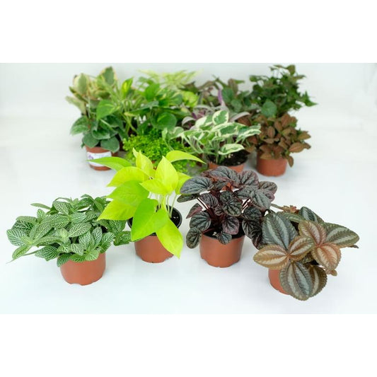 Pilea, Assorted - View 27 from www redcrocus com