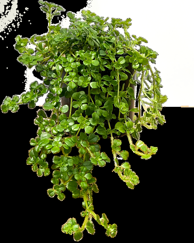 Pilea, Assorted - View 31 from www redcrocus com