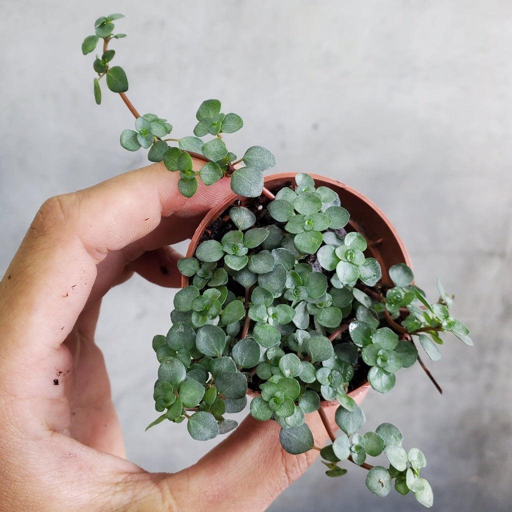 Pilea, Assorted - View 5 from www redcrocus com