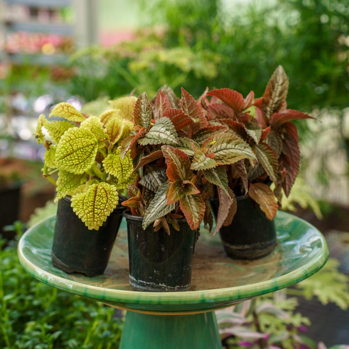 Pilea, Assorted - View 9 from www redcrocus com