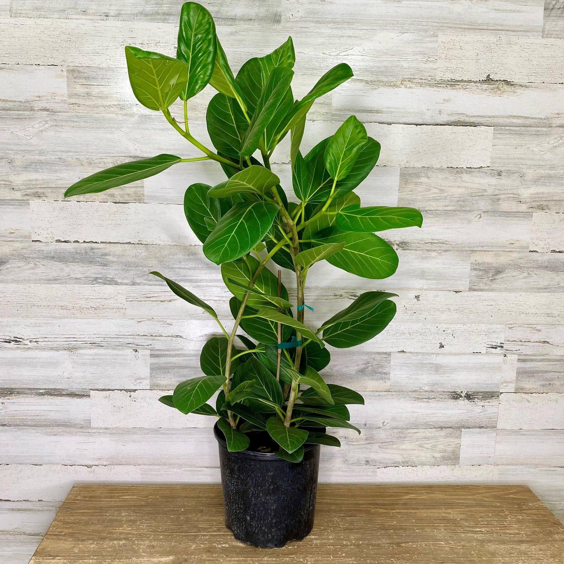 Ficus Audrey - View 17 from www redcrocus com