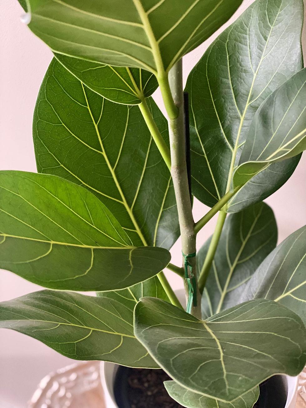Ficus Audrey - View 19 from www redcrocus com