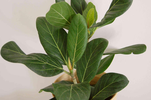 Ficus Audrey - View 1 from www redcrocus com