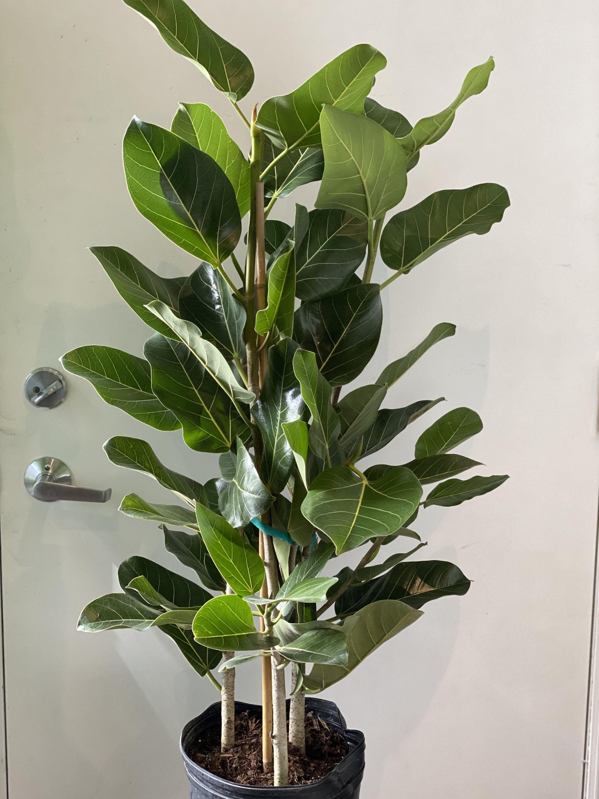 Ficus Audrey - View 3 from www redcrocus com