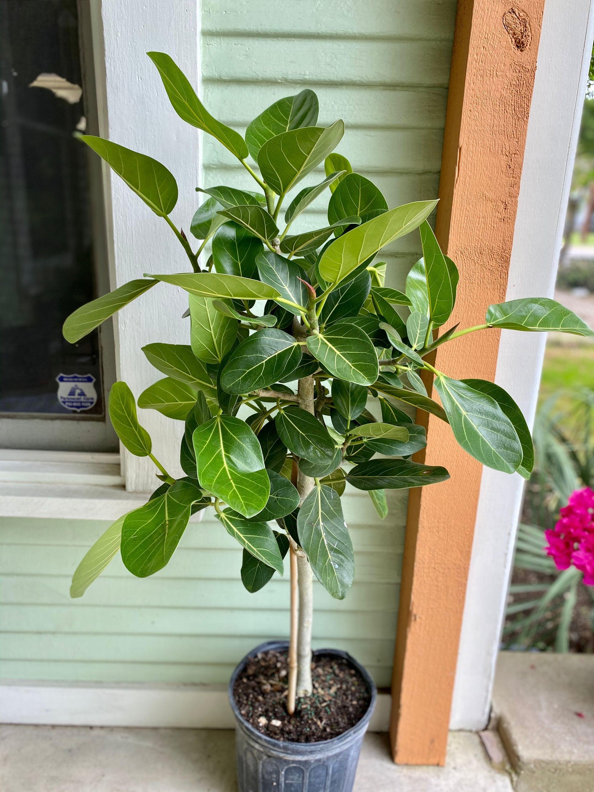 Ficus Audrey - View 5 from www redcrocus com