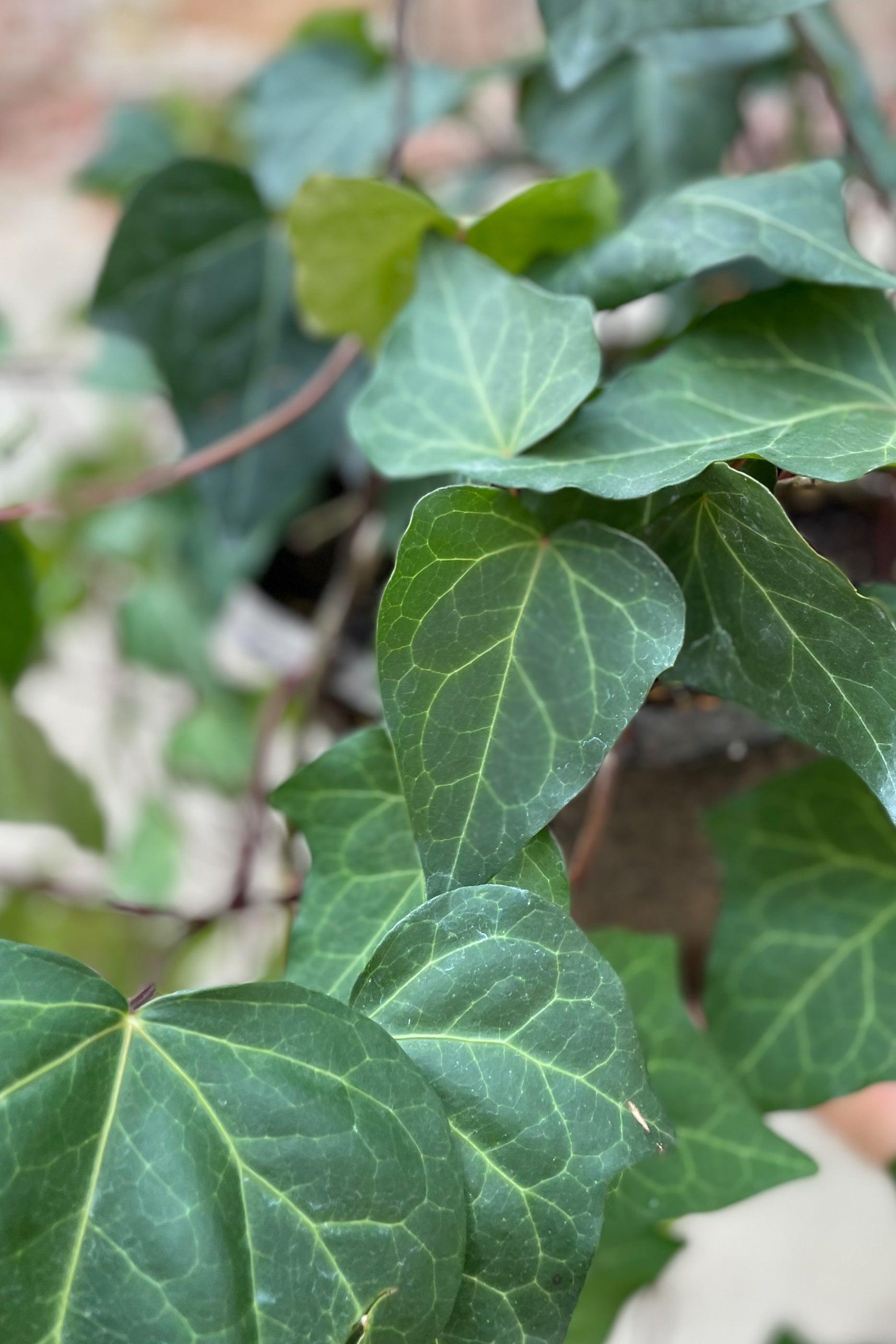 Hedera Algeriensis, Assorted - View 10 from www redcrocus com