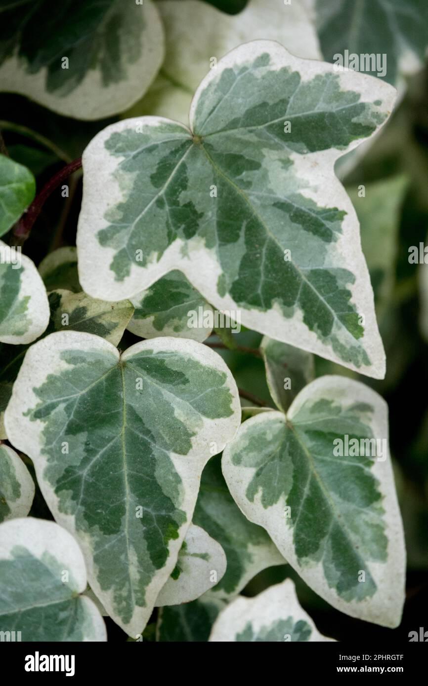 Hedera Algeriensis, Assorted - View 12 from www redcrocus com