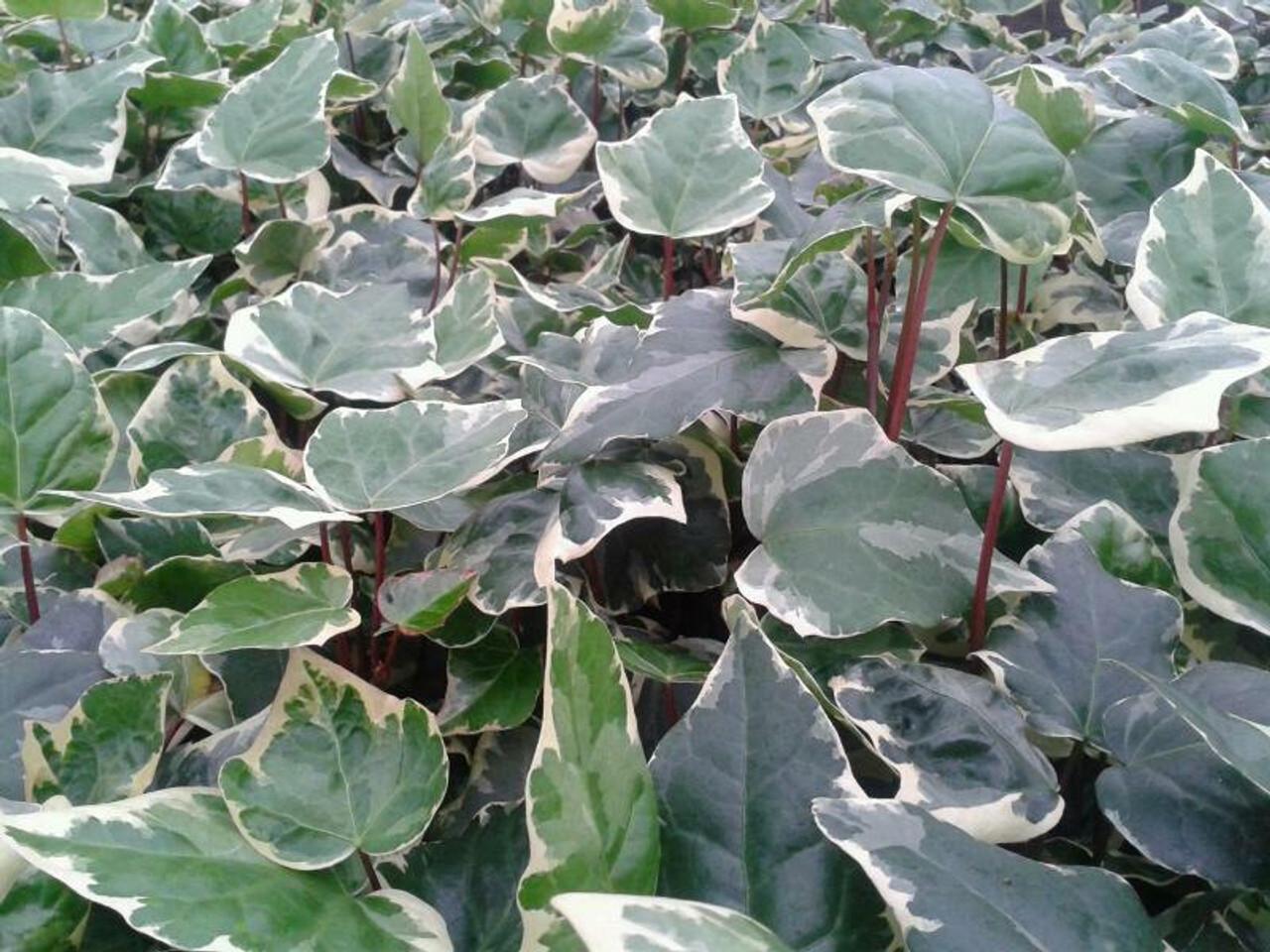 Hedera Algeriensis, Assorted - View 13 from www redcrocus com