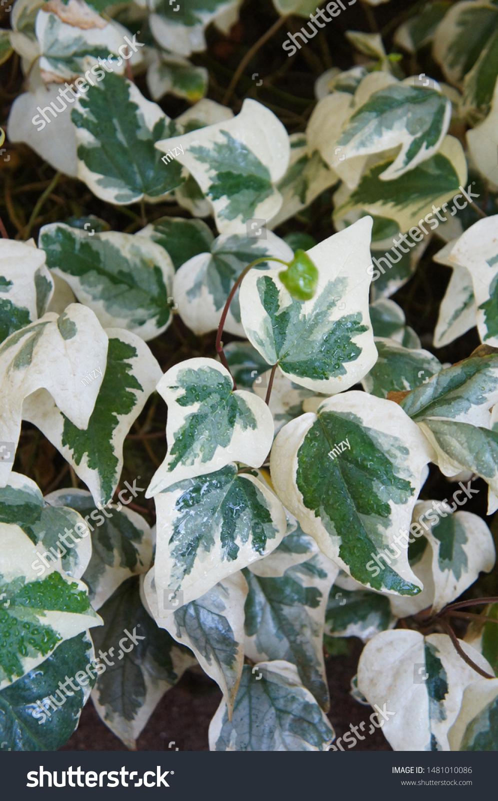 Hedera Algeriensis, Assorted - View 15 from www redcrocus com