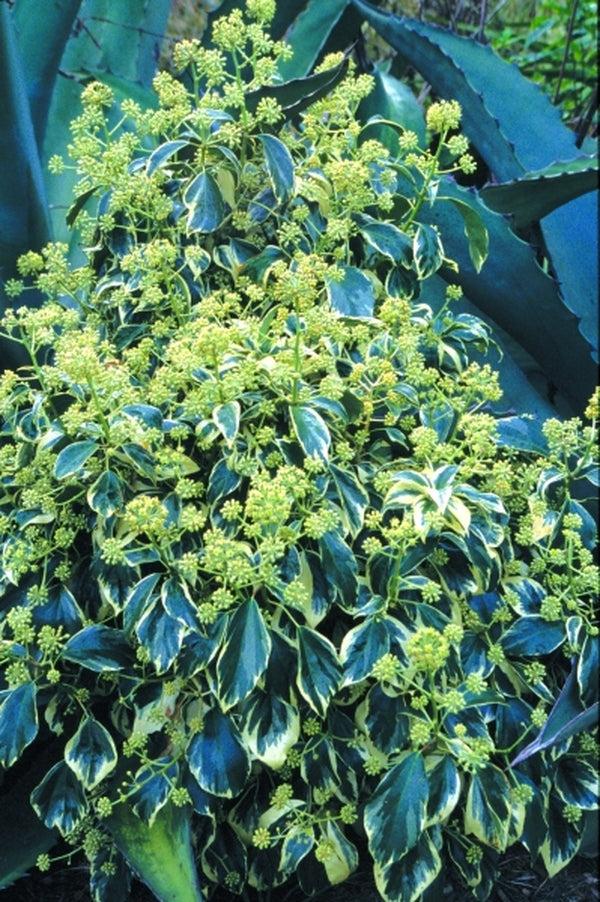 Hedera Algeriensis, Assorted - View 6 from www redcrocus com