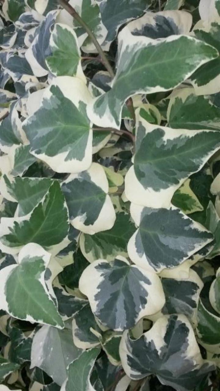 Hedera Algeriensis, Assorted - View 8 from www redcrocus com