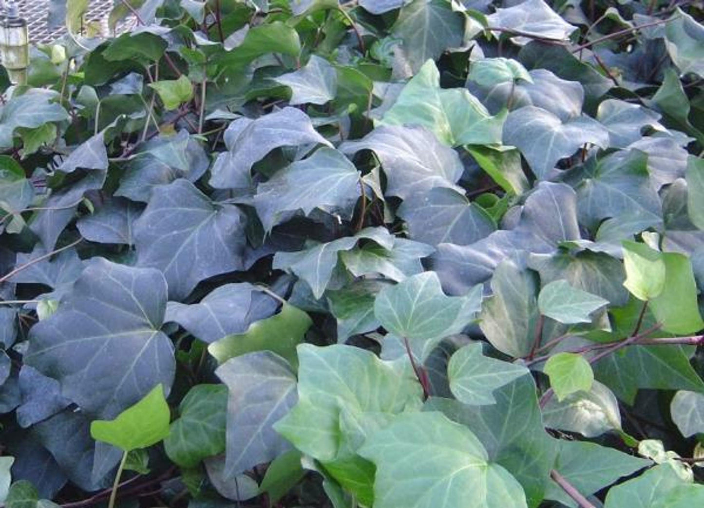 Hedera Algeriensis Assorted - View 13 from www redcrocus com