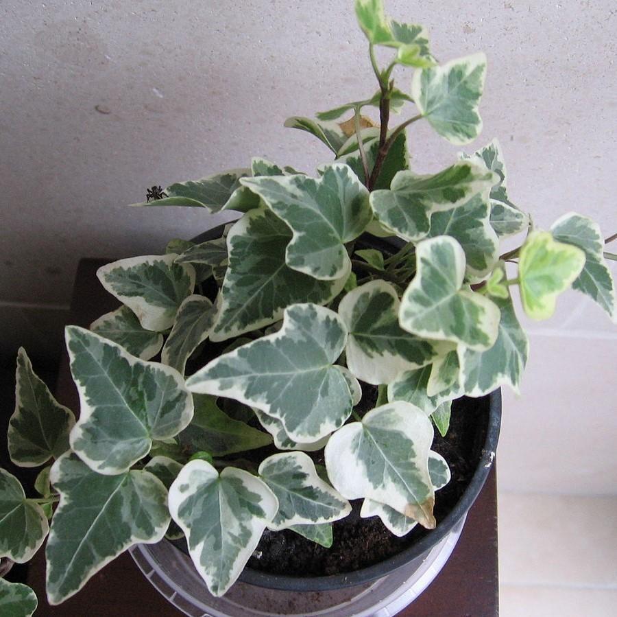 Hedera Algeriensis Assorted - View 5 from www redcrocus com
