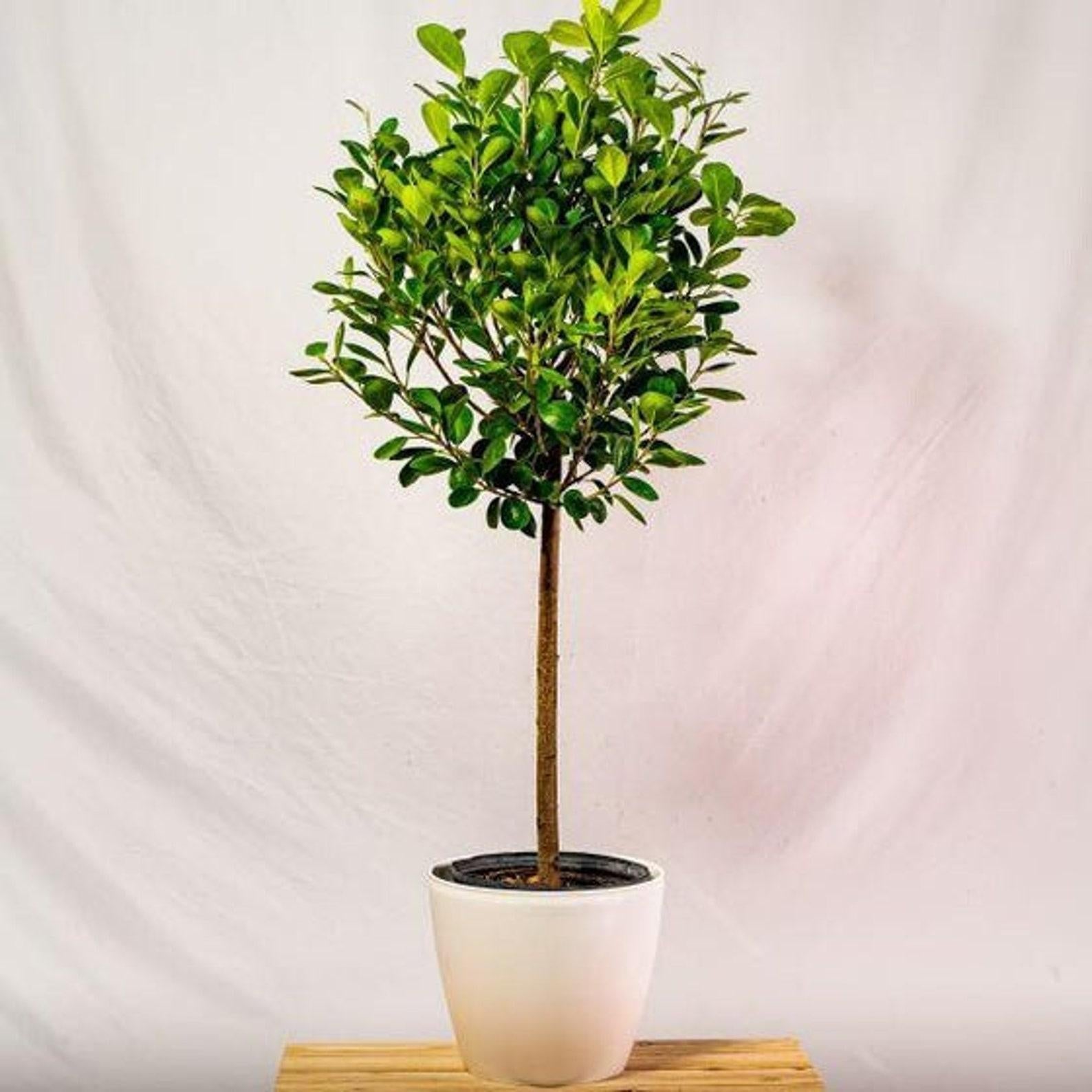 Ficus Microcarpa Moclame Standard - View 15 from www redcrocus com