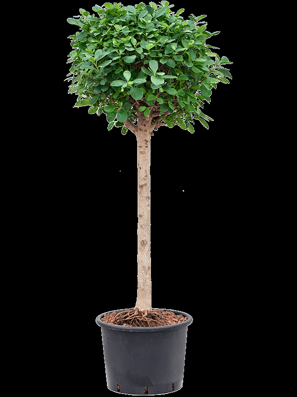 Ficus Microcarpa Moclame Standard - View 16 from www redcrocus com