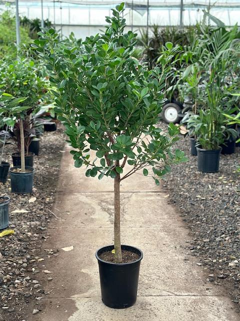 Ficus Microcarpa Moclame Standard - View 17 from www redcrocus com