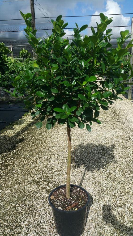 Ficus Microcarpa Moclame Standard - View 3 from www redcrocus com