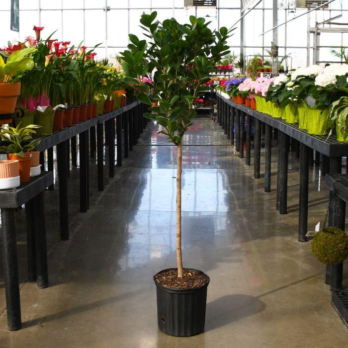 Ficus Microcarpa Moclame Standard - View 4 from www redcrocus com