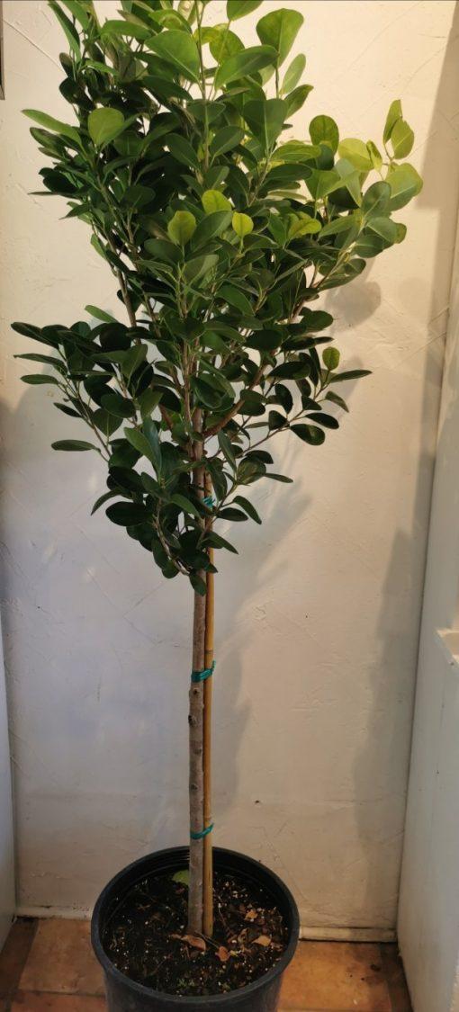 Ficus Microcarpa Moclame Standard - View 8 from www redcrocus com