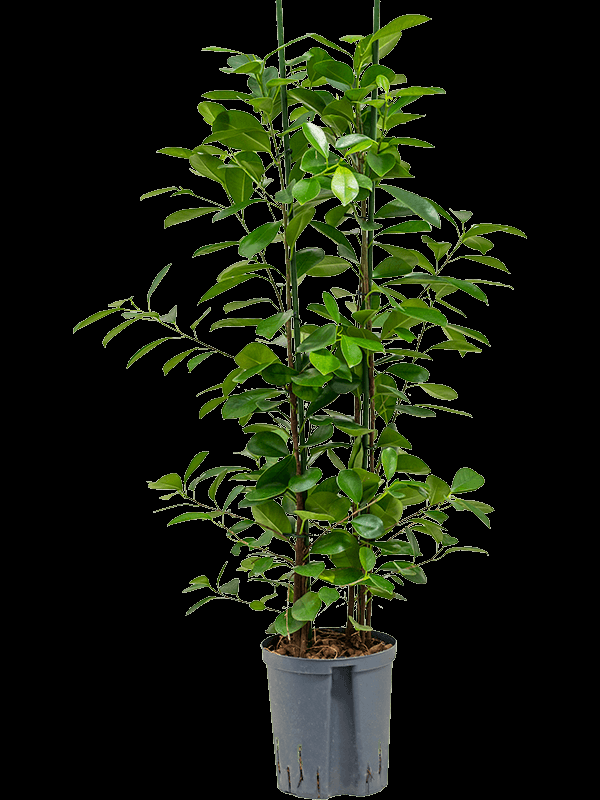 Ficus Microcarpa Moclame Standard - View 9 from www redcrocus com