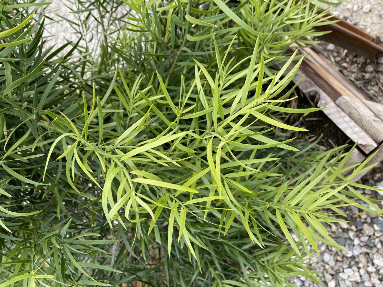 Podocarpus 'gracillor', Bush Or Standard - View 12 from www redcrocus com