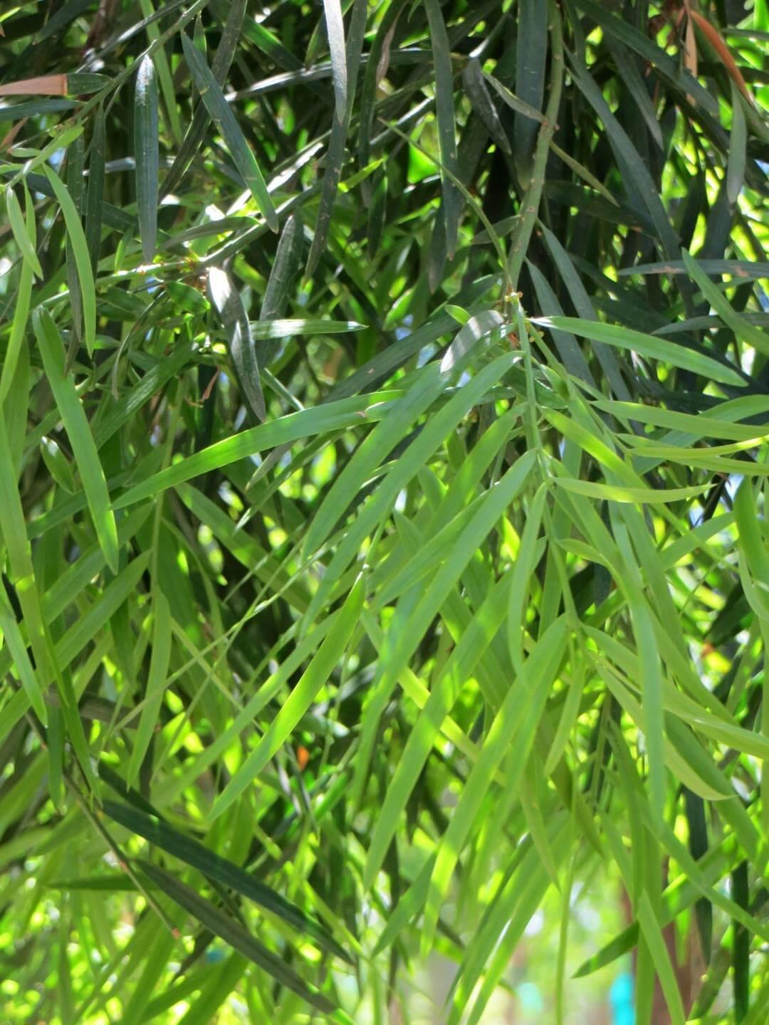 Podocarpus 'gracillor', Bush Or Standard - View 16 from www redcrocus com