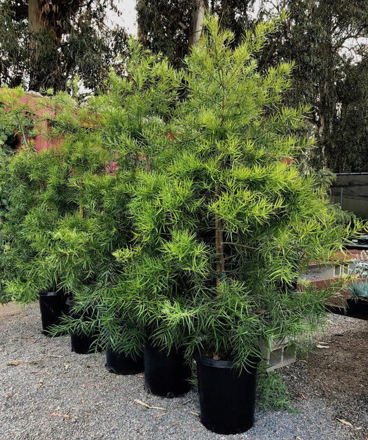 Podocarpus 'gracillor', Bush Or Standard - View 1 from www redcrocus com