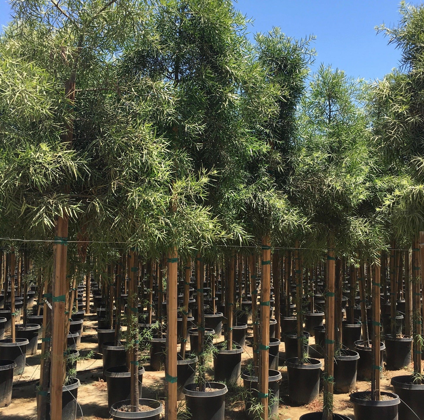 Podocarpus 'gracillor', Bush Or Standard - View 4 from www redcrocus com