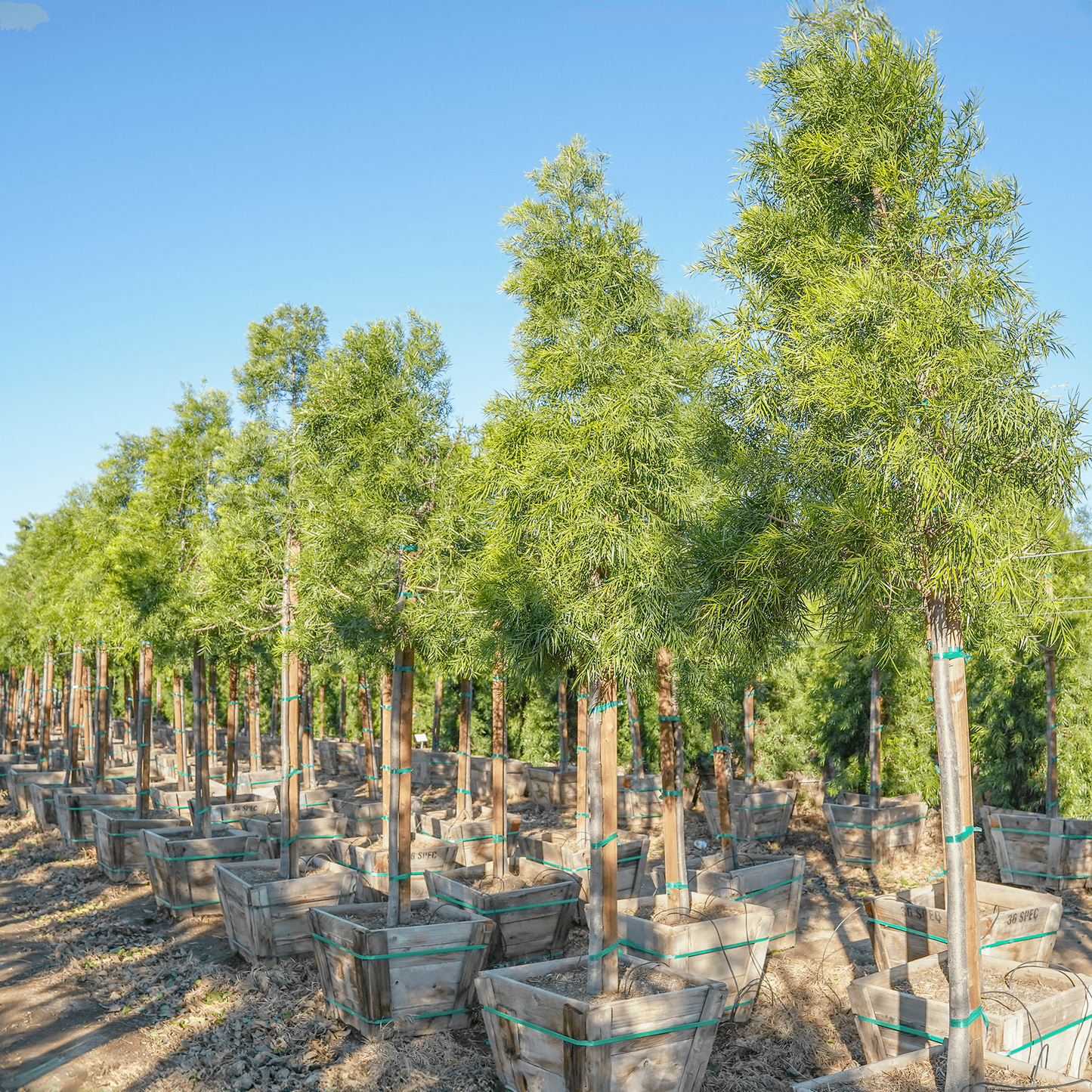 Podocarpus 'gracillor', Bush Or Standard - View 6 from www redcrocus com