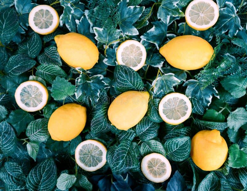 Citrus Lemon Assorted - View 14 from www redcrocus com