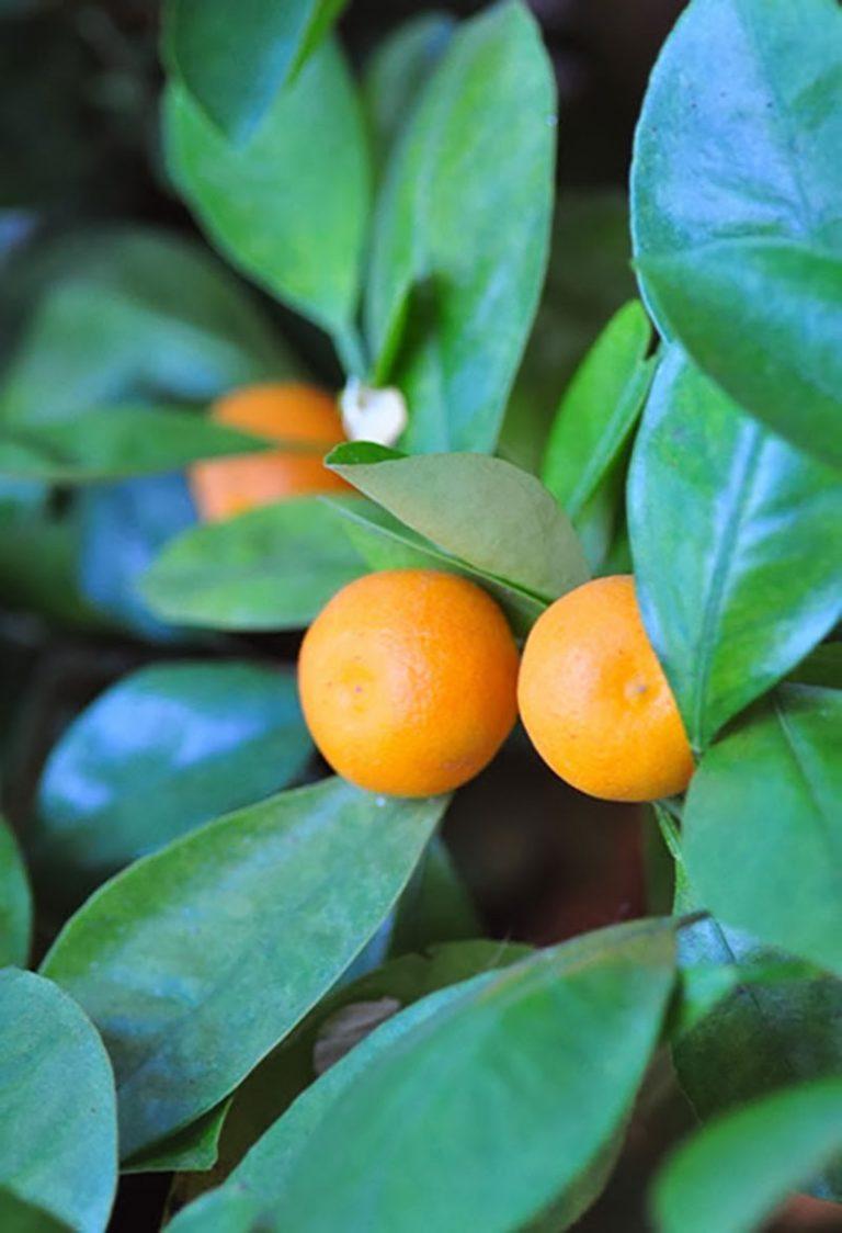 Citrus Calamondin Assorted - View 10 from www redcrocus com