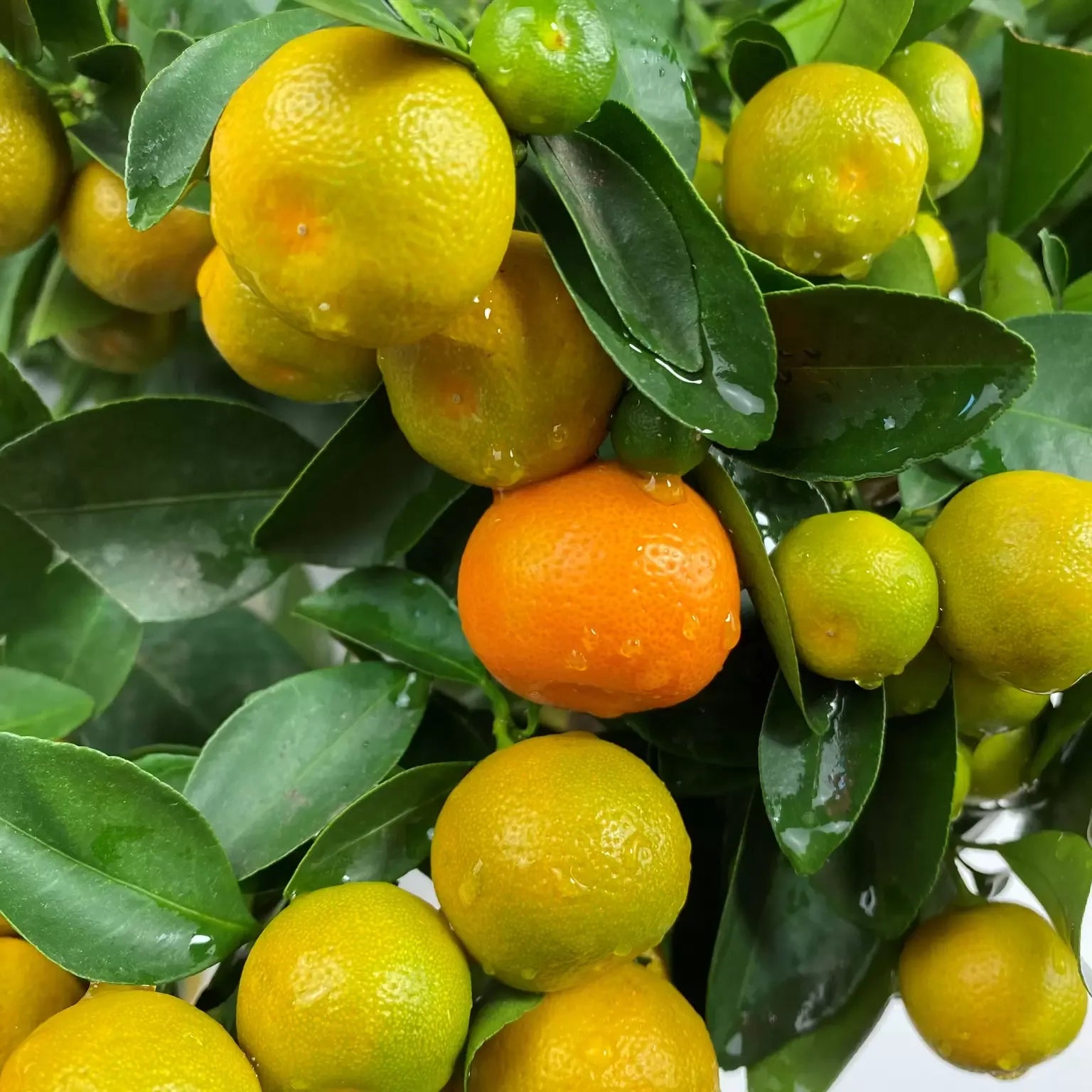 Citrus Calamondin Assorted - View 11 from www redcrocus com