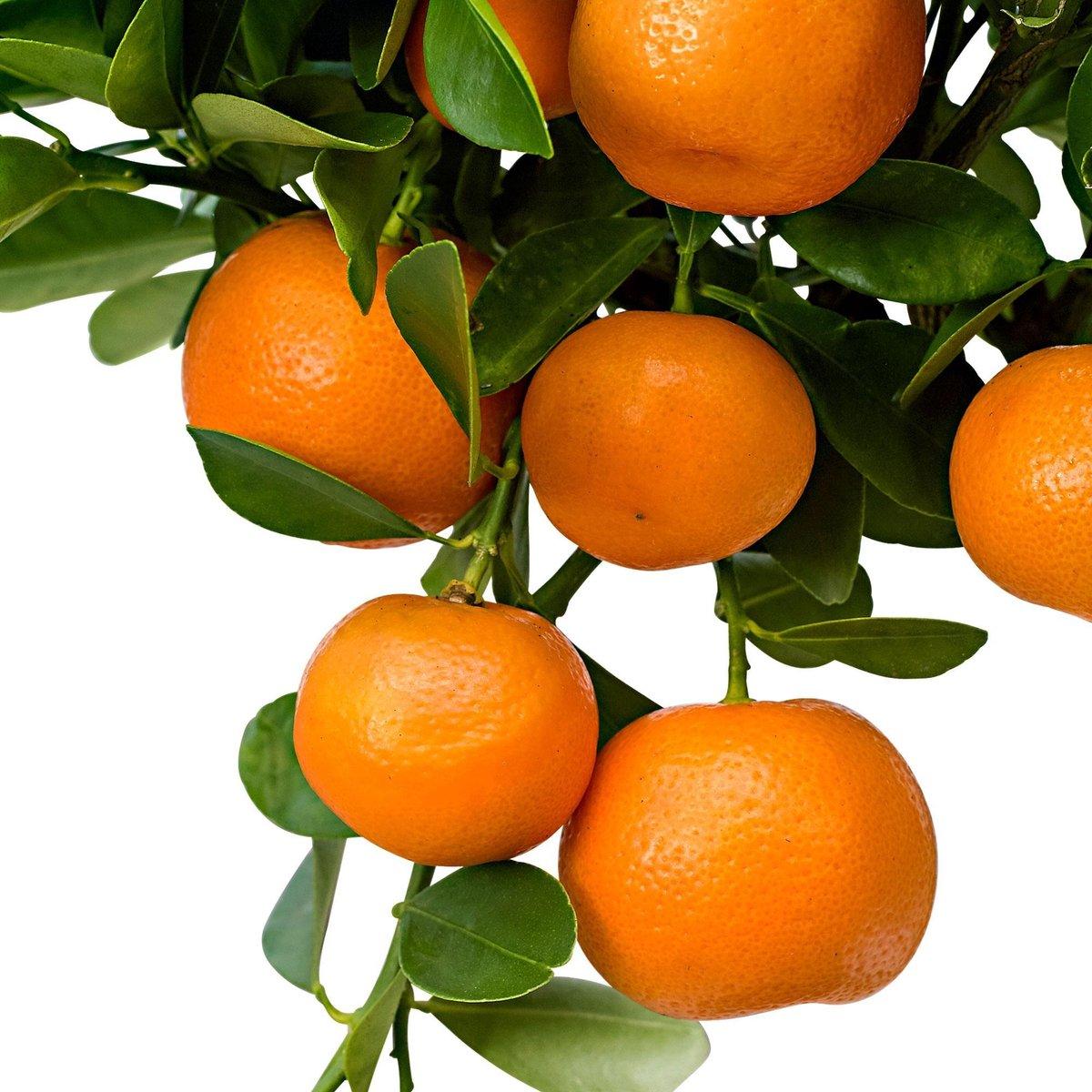 Citrus Calamondin Assorted - View 11 from www redcrocus com