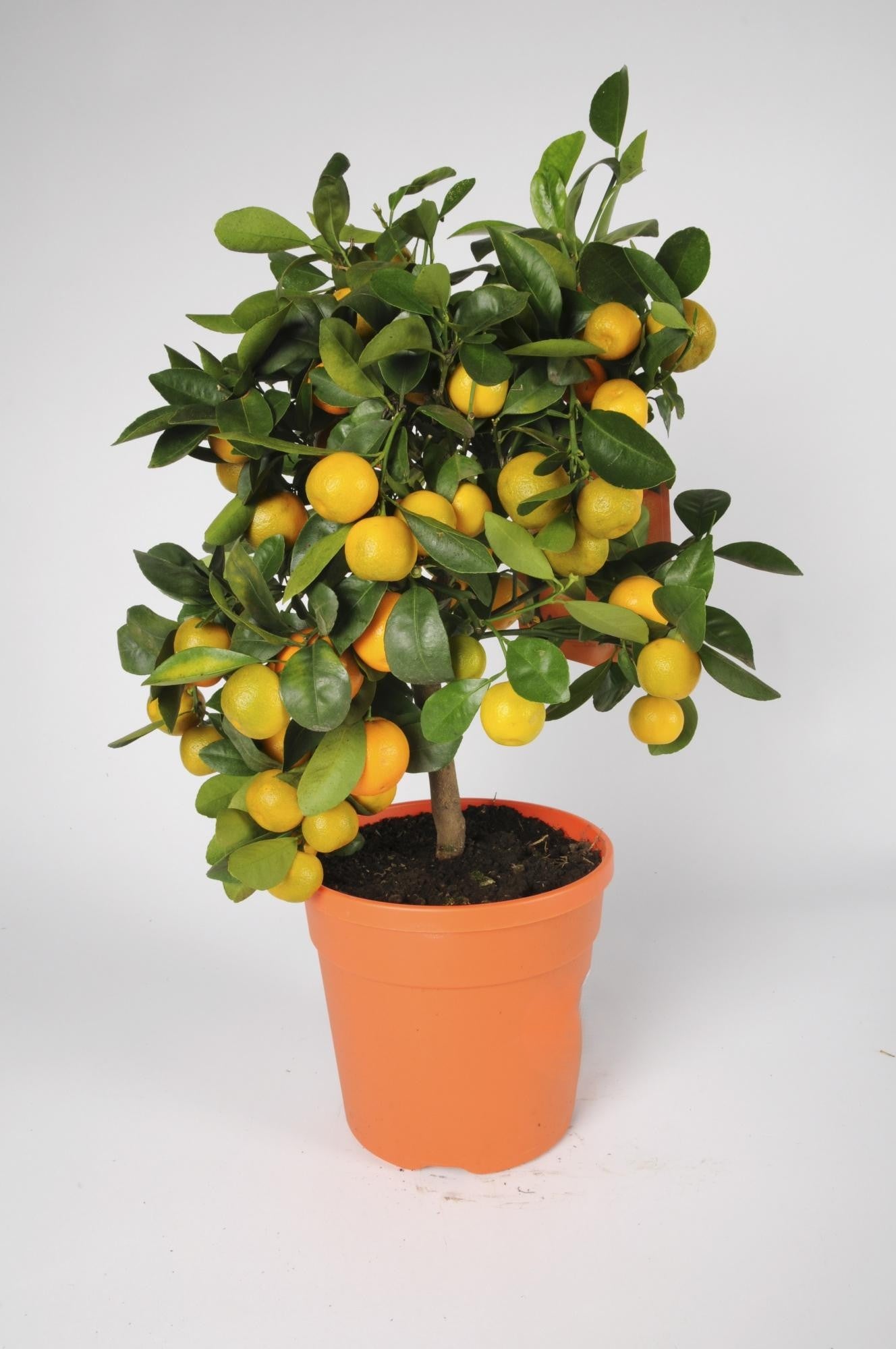 Citrus Calamondin Assorted - View 13 from www redcrocus com