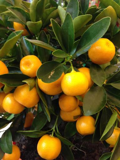 Citrus Calamondin Assorted - View 14 from www redcrocus com