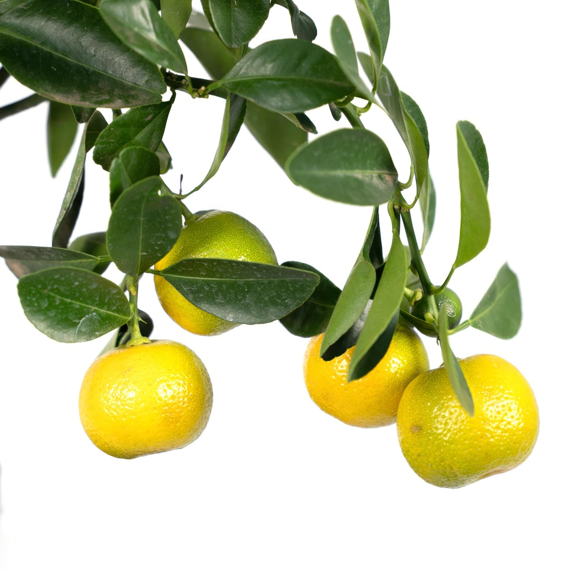 Citrus Calamondin Assorted - View 15 from www redcrocus com