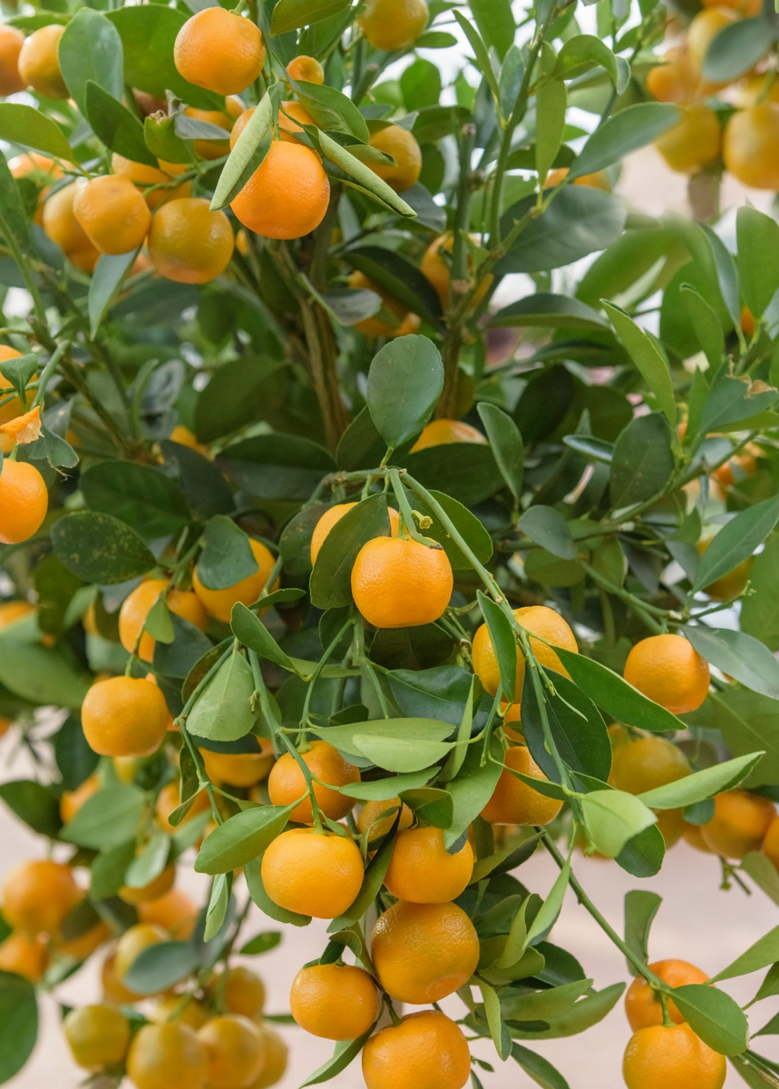 Citrus Calamondin Assorted - View 15 from www redcrocus com