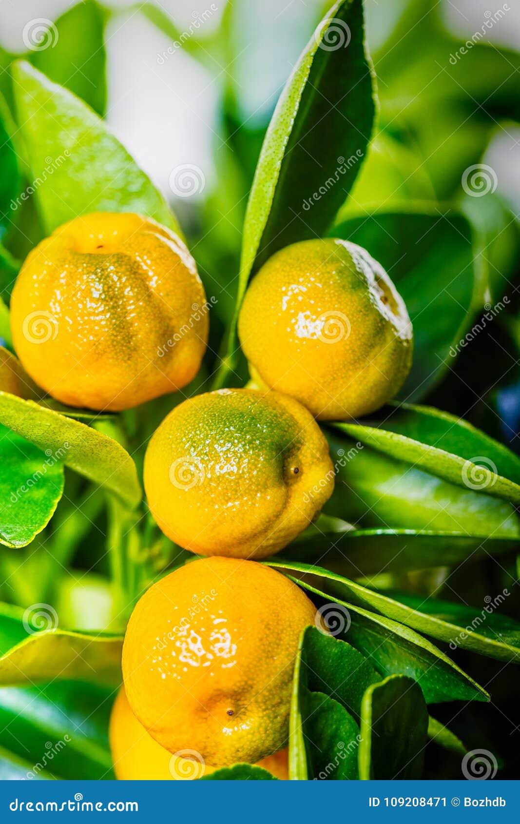 Citrus Calamondin Assorted - View 16 from www redcrocus com