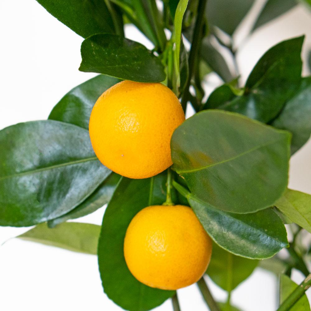Citrus Calamondin Assorted - View 17 from www redcrocus com