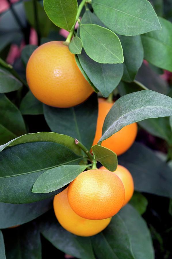 Citrus Calamondin Assorted - View 18 from www redcrocus com