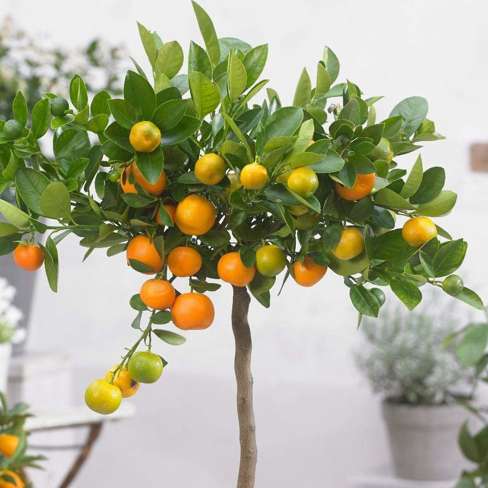 Citrus Calamondin Assorted - View 19 from www redcrocus com