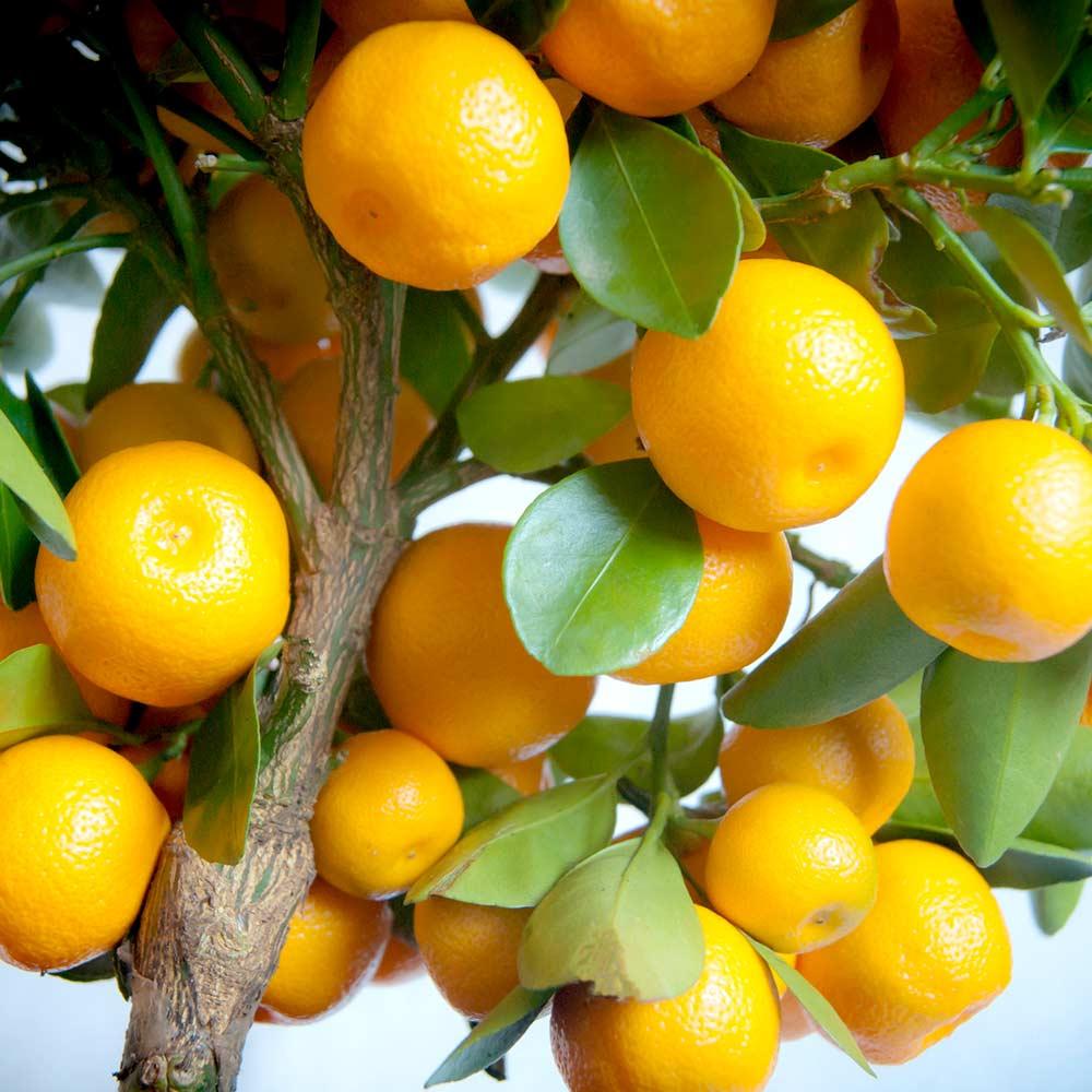 Citrus Calamondin Assorted - View 5 from www redcrocus com