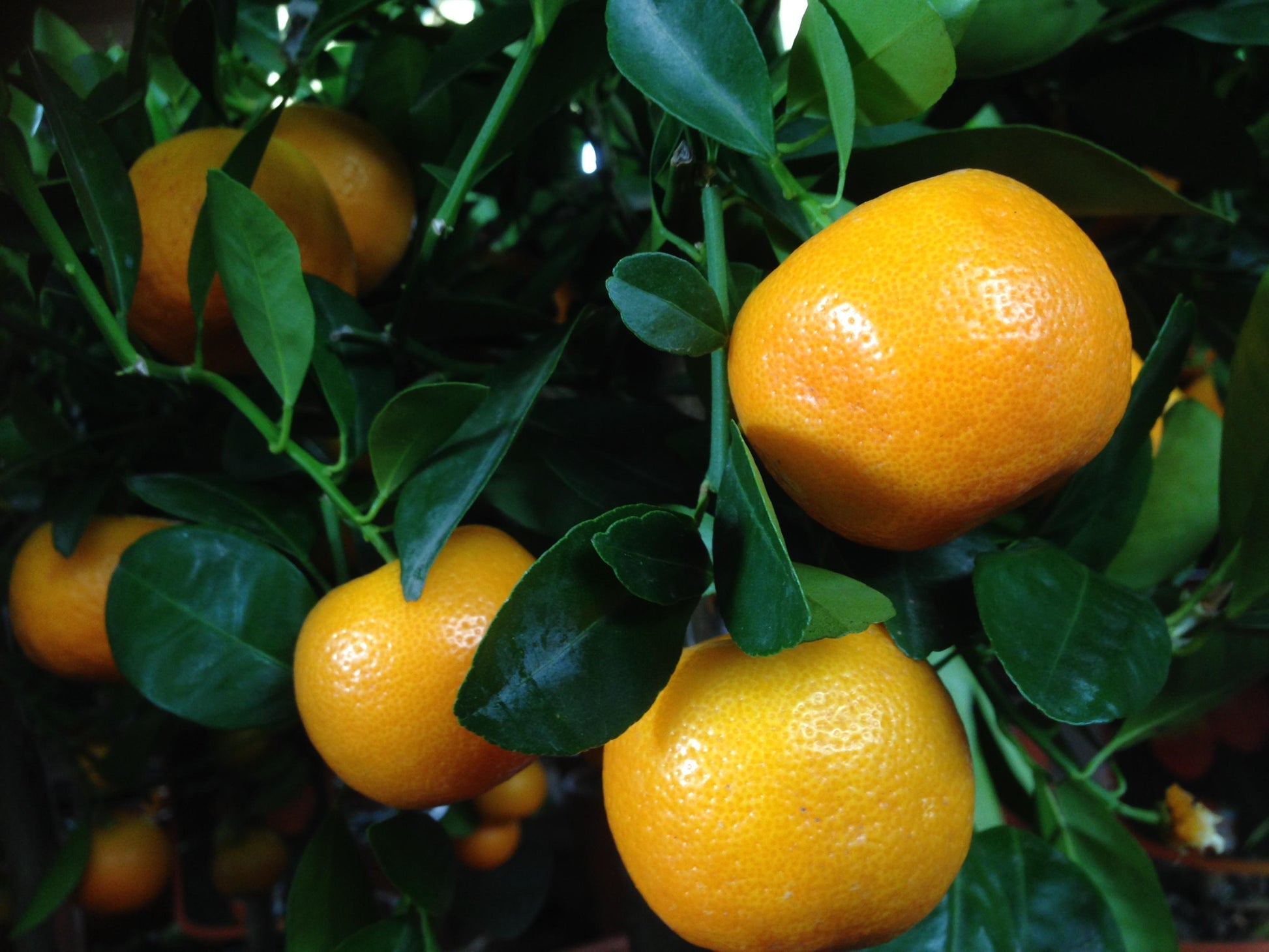 Citrus Calamondin Assorted - View 6 from www redcrocus com