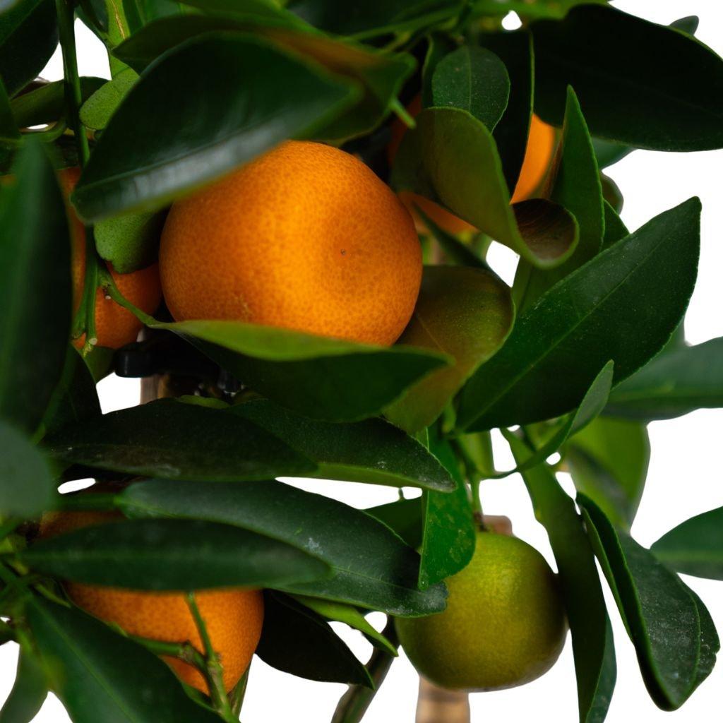 Citrus Calamondin Assorted - View 7 from www redcrocus com