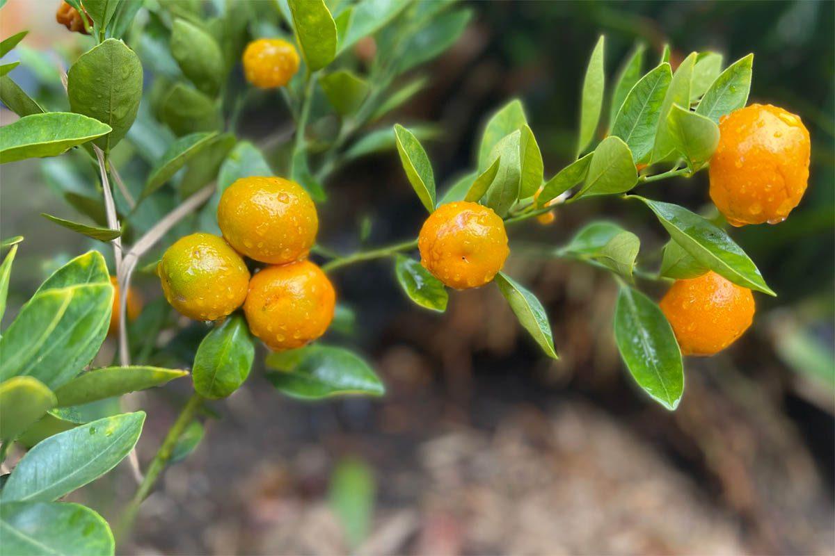 Citrus Calamondin Assorted - View 8 from www redcrocus com