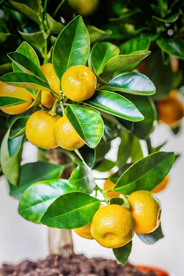 Citrus Calamondin Assorted - View 9 from www redcrocus com